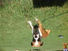 boxer puppy posted by Mel Flo
